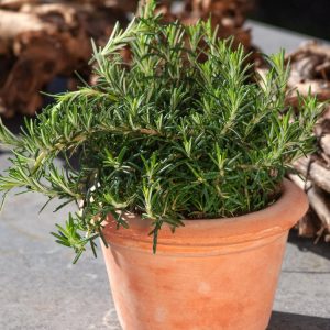 Compact Rosmarinus officinalis 'Capri' rosemary plant with aromatic, slender dark green leaves and delicate clusters of pale blue-purple flowers.