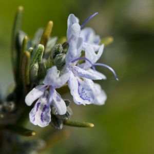 A vibrant Rosmarinus officinalis shrub with dark green, needle-like leaves and clusters of delicate, sky-blue flowers blooming amongst the foliage.