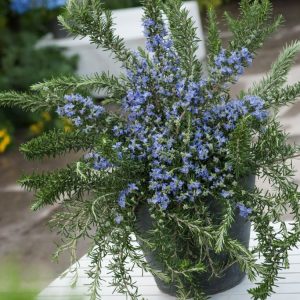 A vibrant Rosmarinus officinalis 'Prostratus' plant, showcasing its aromatic, needle-like green foliage and delicate, bee-attracting blue flowers cascading elegantly.