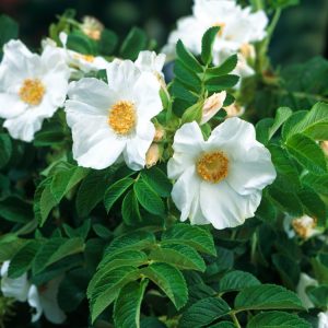Close-up of a vibrant Rosa rugosa 'Alba' showcasing its pristine white, single flowers with bright yellow stamens and glossy, wrinkled green foliage.