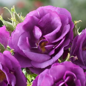 Vibrant Rosa (P) Rhapsody in Blue displays clusters of semi-double, fragrant violet-purple blooms with golden centres, contrasting beautifully with its dark green foliage.