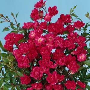 Rosa (P) 'Rote The Fairy' showcasing its clusters of small, vibrant red, double flowers against glossy dark green foliage, in full bloom.