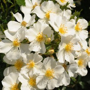 Close-up of a vibrant Rosa (H) Rugby rose bloom, showcasing its rich, velvety crimson petals and classic high-centred form against glossy green foliage.