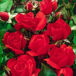 Close-up of Rosa (F) 'Satchmo' showing vibrant orange-red, double floribunda rose blooms with healthy, glossy dark green foliage.