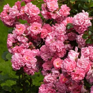 Close-up of Rosa (P) Satina, a beautiful shrub rose featuring clusters of apricot-pink, cup-shaped flowers with healthy green foliage.