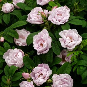 A close-up view of Rosa (R) Schneekoppe showcasing numerous clusters of pure white, semi-double flowers against glossy dark green foliage.