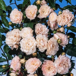 Close-up of Rosa (H) 'Seafoam', displaying numerous clusters of small, pure white, double rose blooms amongst healthy, glossy dark green foliage.