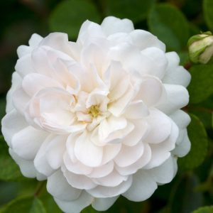 Rosa (H) 'Sea Foam' showcasing its prolific display of small, double, creamy-white flowers, tightly packed in clusters against healthy, glossy dark green foliage.