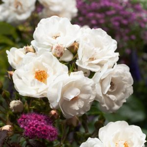 A cluster of pristine pure white, semi-double Rosa Innocencia blooms with bright yellow stamens set against healthy, glossy dark green foliage.