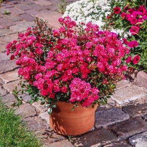 A vibrant cluster of small, delicate pink blooms adorns the compact shrub of Rosa (PA) Spelarosa Lovely Fairy, featuring glossy green leaves.