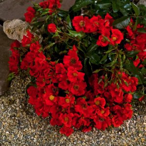 Rosa (T) Sommerabend, a low-growing groundcover rose, showcases abundant clusters of small, delicate apricot-orange to salmon-pink flowers against glossy green foliage.