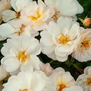 Rosa (H) Schneekönigin, a floribunda rose, displaying abundant clusters of pure white, double, cup-shaped flowers amidst glossy dark green foliage.
