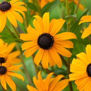 Vibrant Rudbeckia fulgida 'Goldschirm' flower with bright golden-yellow petals radiating from a prominent, dark brown central cone, against green foliage.