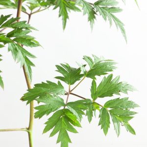 A vigorous Rubus fruticosus 'Thornless Evergreen' plant showcasing lush green, lobed evergreen leaves and clusters of ripening, dark purple blackberries ready for harvest.