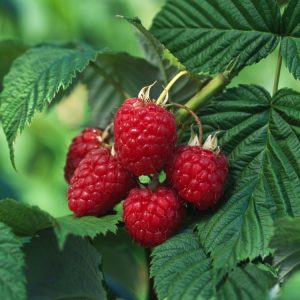 Rubus idaeus 'Autumn Bliss' raspberry plant showing lush green foliage and clusters of ripe, red berries ready for picking on upright canes.