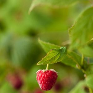 A vibrant cluster of ripe, red Rubus idaeus raspberries, still attached to their thorny green canes with lush green serrated leaves.