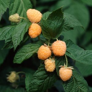 Rubus idaeus 'Fallgold' canes displaying lush green leaves and clusters of ripe, golden-yellow raspberries, ready for harvest in late summer.