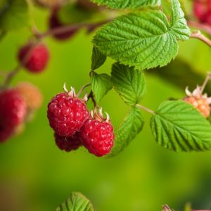 Close-up of ripening red raspberries, Rubus idaeus 'Glen Ample', hanging in clusters among lush green leaves on upright canes.