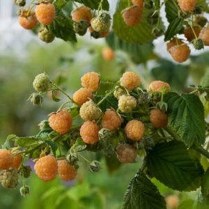 Vibrant Rubus idaeus 'Golden Everest' raspberry plant showcasing bright yellow, ripe berries against its green, lobed foliage. The canes are upright and thorny.