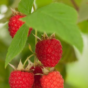 Vigorous Rubus idaeus 'Malling Promise' raspberry canes laden with large, intensely red, ripe berries ready for picking, amidst lush green serrated foliage.