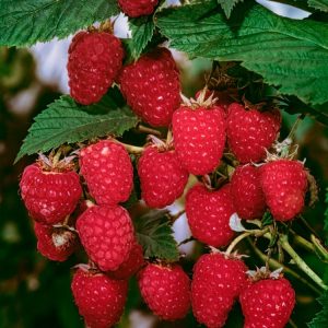 Rubus idaeus 'Schönemann' plant showcasing vigorous green canes laden with abundant clusters of large, sweet, dark red raspberries ready for harvest.