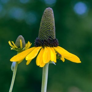 Rudbeckia maxima showcasing its tall, slender stems topped with vibrant yellow, drooping ray petals surrounding a prominent, dark brown central cone, with large blue-green basal leaves.
