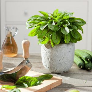 A vibrant clump of Rumex sanguineus, also known as Blood Dock, displaying striking green leaves intricately patterned with deep crimson veins. The foliage forms an upright, bushy mound.