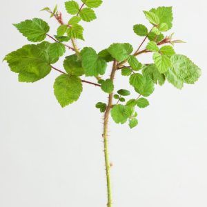Rubus phoenicolasius, the Wineberry, displays reddish-bristly arching canes, green trifoliate leaves, and clusters of bright red, ripe berries.