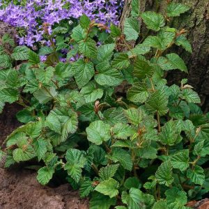 Vigorous Rubus tricolor groundcover with glossy dark green leaves, silvery undersides, bristly red stems, small white flowers, and bright red berries.