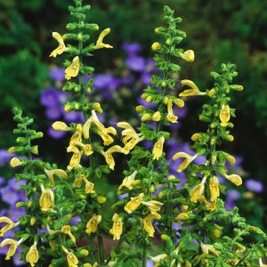 Salvia glutinosa, Sticky Sage, features upright stems bearing bright green, serrated, sticky leaves and spikes of pale yellow, hooded tubular flowers.