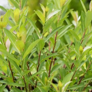 Salix gracilistyla 'Mt. Aso' displaying its distinctive fluffy pink catkins emerging on bare, arching stems in late winter, with new light green foliage just starting to unfurl.