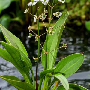 Vibrant green Sagittaria graminea showing its upright, slender grass-like leaves and delicate white three-petalled flowers on thin stalks.