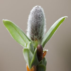 Salix helvetica, the Swiss Willow, displays dense clusters of silvery-grey, furry leaves and soft catkins emerging in early spring. Its compact, bushy form.