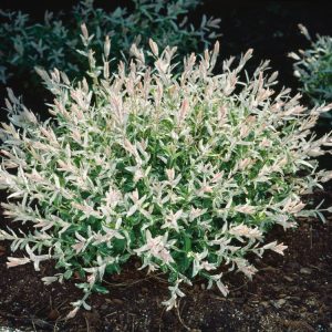 A close-up of Salix integra 'Hakuro-nishiki' foliage, showing vibrant pink, white, and green dappled leaves on slender branches.
