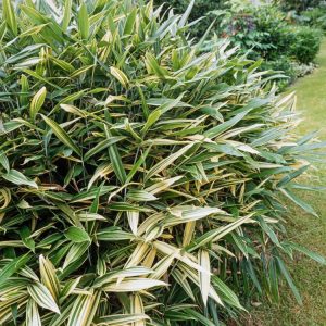 Dense clump of Sasaella masamuneana albostriata, a dwarf bamboo, showing its broad, lance-shaped evergreen leaves with prominent creamy-white variegation.