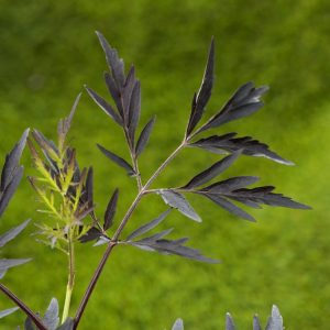 Sambucus nigra Black Lace, an ornamental elder, showcasing its deeply dissected, dark purple, fern-like foliage and delicate clusters of lacy pink flowers.