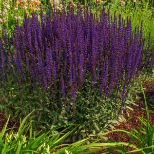 A robust Salvia nemorosa 'Caradonna' plant with dark, almost black flower stems holding many vibrant violet-blue blooms, rising above green foliage.