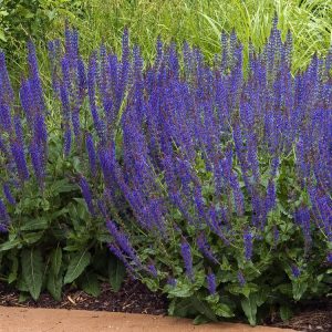 Close-up of Salvia nemorosa 'Mainacht' showing its vibrant, deep violet-blue flower spikes densely packed with small blooms and green foliage.