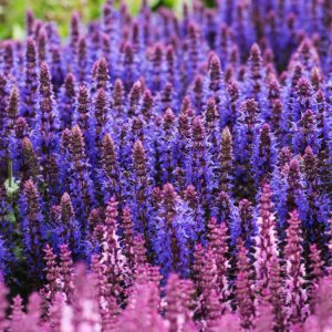 Salvia n. Medium Deep Blue showcasing its vivid, upright spikes of deep blue-purple flowers above aromatic, grey-green leaves in a bushy, compact form.