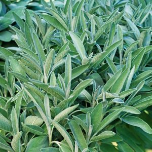 Salvia officinalis 'Albiflora' showing delicate white tubular flowers blooming on upright spikes above aromatic, textured grey-green evergreen foliage.