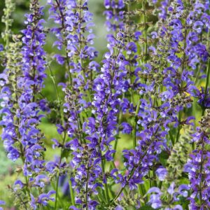 Salvia pratensis, or Meadow Clary, displaying vibrant blue-purple flower spikes with lush green, wrinkled basal foliage in full bloom.