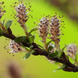 Salix repens, also known as Creeping Willow, displaying its distinctive low-growing habit with small oval leaves and early spring catkins.