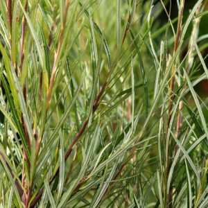 A graceful Salix rosmarinifolia shrub with slender, upright stems and distinctive narrow, grey-green, rosemary-like leaves. Features delicate early spring catkins.
