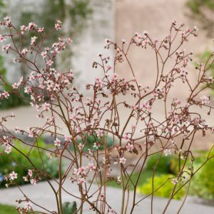 Close-up of Saxifraga urbium, also known as London Pride, showcasing its rosettes of dark green, spoon-shaped leaves and delicate pink-spotted white flowers on slender, reddish stems.