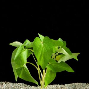 A close-up of Saururus cernuus, displaying its distinctive white, arching flower spikes resembling a lizard's tail, set against vibrant green, heart-shaped foliage.