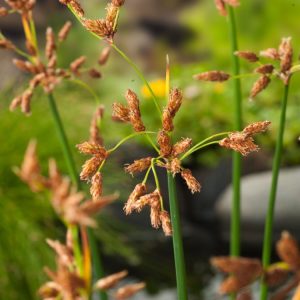Schoenoplectus lacustris, also known as Common Club-rush, displays tall, upright, green cylindrical stems with subtle brown flower spikes near their tips.