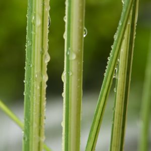 Schoenoplectus lacustris 'Albescens' features striking upright green stems beautifully striped with creamy white, adding vertical interest to water gardens.
