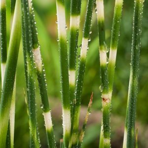 Schoenoplectus tabernaemontani 'Zebrinus' displaying its unique upright green stems with striking horizontal creamy-white bands, creating an architectural feature.
