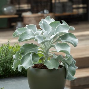 Striking Senecio candicans Angel Wings plant featuring large, velvety, silvery-white, ovate leaves, creating a soft, textural focal point in a garden.