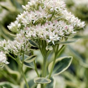Sedum 'Frosty Morn' plant displaying vibrant green, fleshy leaves with distinct creamy-white margins and soft pale pink flower clusters.